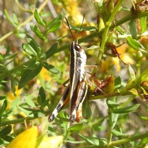 Macrotona australis at Bullen Range - 6 Jan 2024