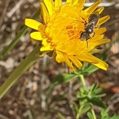 Lasioglossum (Chilalictus) lanarium (Halictid bee) at Debenham St Pedestrian Parkland (DBP) - 1 Dec 2023 by ChrisBenwah