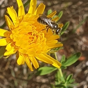 Lasioglossum (Chilalictus) lanarium at Debenham St Pedestrian Parkland (DBP) - 1 Dec 2023 02:44 PM