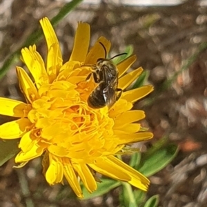 Lasioglossum (Chilalictus) lanarium at Debenham St Pedestrian Parkland (DBP) - 1 Dec 2023 02:44 PM