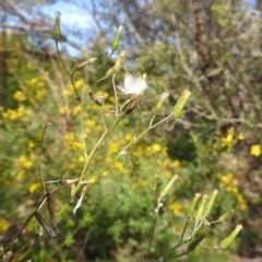 Senecio quadridentatus (Cotton Fireweed) at Kambah, ACT - 6 Jan 2024 by HelenCross
