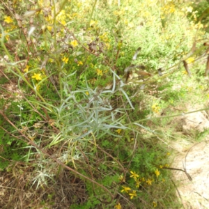 Senecio quadridentatus at Bullen Range - 6 Jan 2024