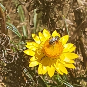 Lasioglossum (Chilalictus) sp. (genus & subgenus) at Debenham St Pedestrian Parkland (DBP) - 1 Dec 2023 02:41 PM