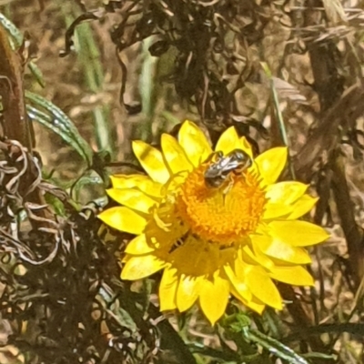 Lasioglossum (Chilalictus) sp. (genus & subgenus) (Halictid bee) at Debenham St Pedestrian Parkland (DBP) - 1 Dec 2023 by ChrisBenwah