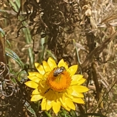 Lasioglossum (Chilalictus) sp. (genus & subgenus) at Debenham St Pedestrian Parkland (DBP) - 1 Dec 2023