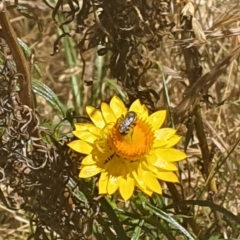 Lasioglossum (Chilalictus) sp. (genus & subgenus) at Debenham St Pedestrian Parkland (DBP) - 1 Dec 2023 02:41 PM