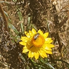 Lasioglossum (Chilalictus) sp. (genus & subgenus) at Debenham St Pedestrian Parkland (DBP) - 1 Dec 2023 02:41 PM