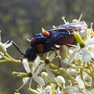 Lophyrotoma sp. (genus) (Sawfly) at Kambah, ACT - 6 Jan 2024 by HelenCross