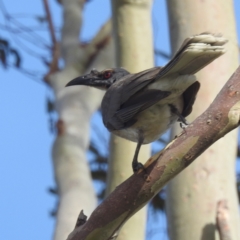 Philemon corniculatus (Noisy Friarbird) at Kambah, ACT - 6 Jan 2024 by HelenCross