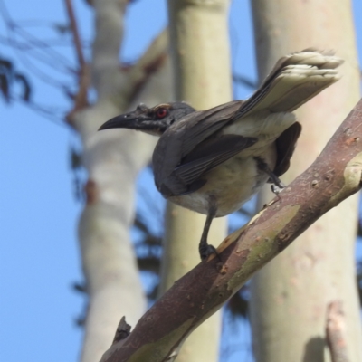 Philemon corniculatus (Noisy Friarbird) at Kambah, ACT - 6 Jan 2024 by HelenCross