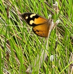 Heteronympha merope (Common Brown Butterfly) at Cavan, NSW - 7 Jan 2024 by JaneR