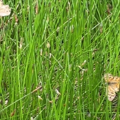 Heteronympha merope at Cavan, NSW - 7 Jan 2024