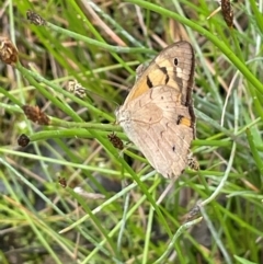 Heteronympha merope at Cavan, NSW - 7 Jan 2024