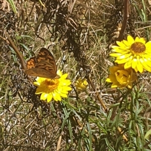 Heteronympha merope at Debenham St Pedestrian Parkland (DBP) - 1 Dec 2023 02:36 PM