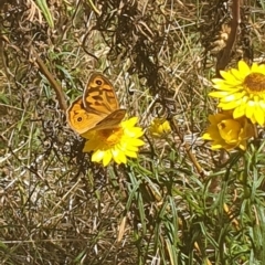 Heteronympha merope at Debenham St Pedestrian Parkland (DBP) - 1 Dec 2023 02:36 PM