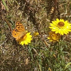 Heteronympha merope at Debenham St Pedestrian Parkland (DBP) - 1 Dec 2023 02:36 PM