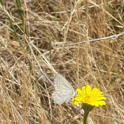 Zizina otis (Common Grass-Blue) at Mawson, ACT - 1 Dec 2023 by ChrisBenwah