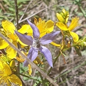 Lasioglossum (Chilalictus) sp. (genus & subgenus) at Debenham St Pedestrian Parkland (DBP) - 1 Dec 2023