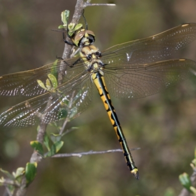 Hemicordulia tau (Tau Emerald) at The Pinnacle - 27 Dec 2023 by AlisonMilton