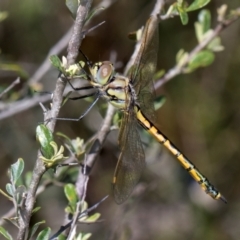 Hemicordulia tau at The Pinnacle - 28 Dec 2023