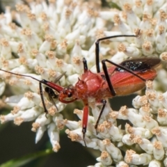 Gminatus australis (Orange assassin bug) at Hawker, ACT - 27 Dec 2023 by AlisonMilton