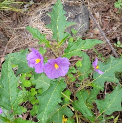 Solanum cinereum (Narrawa Burr) at Cooleman Ridge - 4 Jan 2024 by psheils