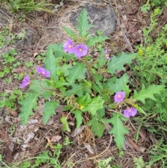 Solanum cinereum at Cooleman Ridge - 5 Jan 2024