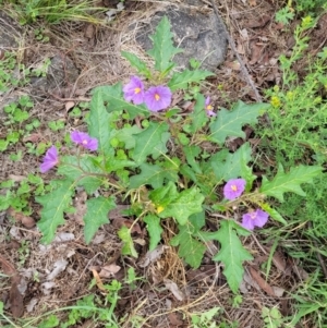 Solanum cinereum at Cooleman Ridge - 5 Jan 2024 10:34 AM