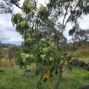 Acacia implexa at Cooleman Ridge - 5 Jan 2024