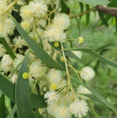 Acacia implexa at Cooleman Ridge - 5 Jan 2024