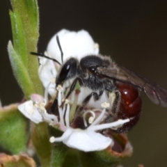 Lasioglossum (Parasphecodes) sp. (genus & subgenus) (Halictid bee) at Jerrabomberra, NSW - 5 Jan 2024 by DianneClarke