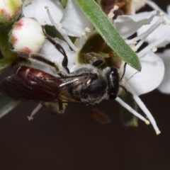 Lasioglossum (Parasphecodes) sp. (genus & subgenus) at QPRC LGA - 5 Jan 2024