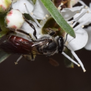 Lasioglossum (Parasphecodes) sp. (genus & subgenus) at QPRC LGA - 5 Jan 2024 01:04 PM