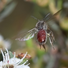 Lasioglossum (Parasphecodes) sp. (genus & subgenus) at QPRC LGA - 5 Jan 2024 01:04 PM