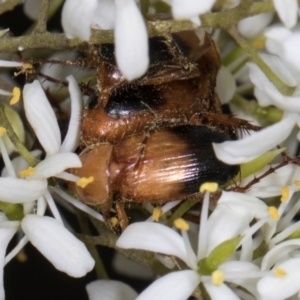 Phyllotocus macleayi at The Pinnacle - 28 Dec 2023 12:07 PM