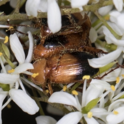 Phyllotocus macleayi (Nectar scarab) at Hawker, ACT - 28 Dec 2023 by AlisonMilton