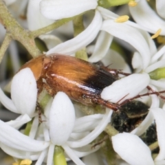 Phyllotocus macleayi at The Pinnacle - 28 Dec 2023 12:07 PM