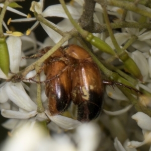 Phyllotocus macleayi at The Pinnacle - 28 Dec 2023 12:07 PM