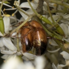 Phyllotocus macleayi at The Pinnacle - 28 Dec 2023