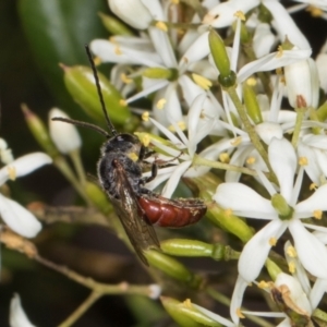 Lasioglossum (Parasphecodes) sp. (genus & subgenus) at The Pinnacle - 28 Dec 2023 12:22 PM