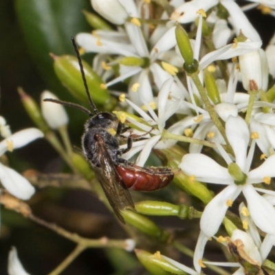 Lasioglossum (Parasphecodes) sp. (genus & subgenus) (Halictid bee) at Hawker, ACT - 28 Dec 2023 by AlisonMilton
