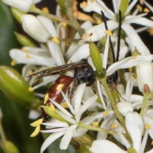 Lasioglossum (Parasphecodes) sp. (genus & subgenus) at The Pinnacle - 28 Dec 2023 12:22 PM