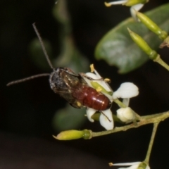 Lasioglossum (Parasphecodes) sp. (genus & subgenus) at The Pinnacle - 28 Dec 2023