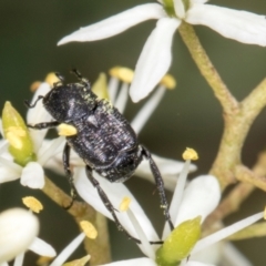 Microvalgus sp. (genus) (Flower scarab) at Hawker, ACT - 28 Dec 2023 by AlisonMilton