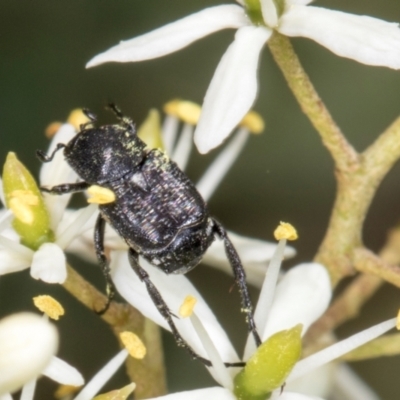 Microvalgus sp. (genus) (Flower scarab) at Hawker, ACT - 28 Dec 2023 by AlisonMilton