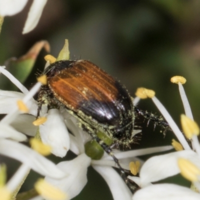 Phyllotocus navicularis (Nectar scarab) at The Pinnacle - 28 Dec 2023 by AlisonMilton