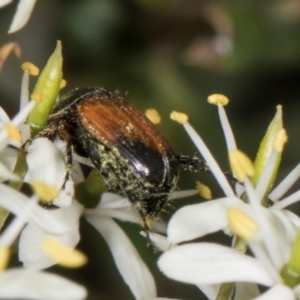 Phyllotocus navicularis at The Pinnacle - 28 Dec 2023