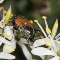 Phyllotocus navicularis at The Pinnacle - 28 Dec 2023