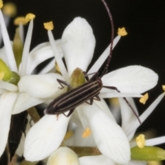 Syllitus microps (Longicorn or Longhorn beetle) at Hawker, ACT - 28 Dec 2023 by AlisonMilton