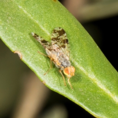 Austrotephritis poenia (Australian Fruit Fly) at The Pinnacle - 28 Dec 2023 by AlisonMilton